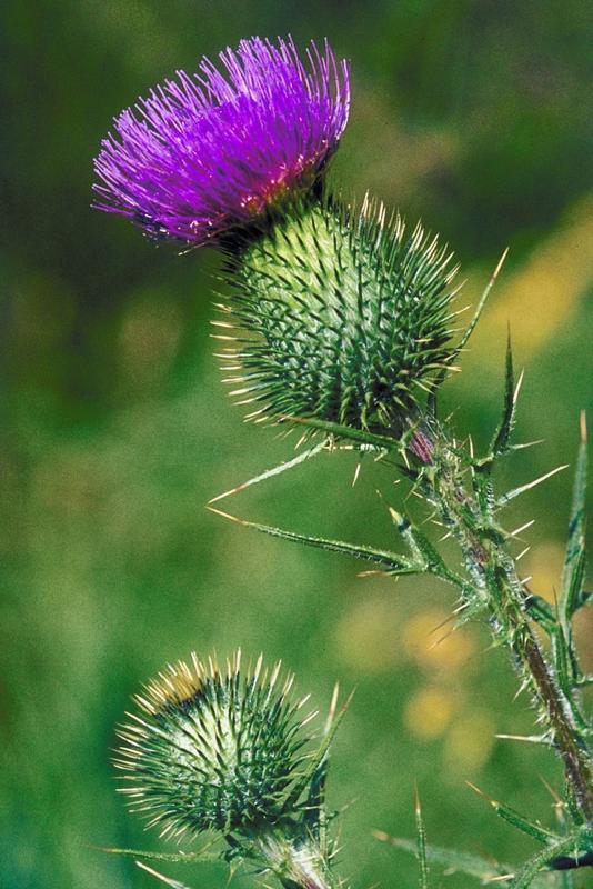 Scottish Thistle Shortbread Molds